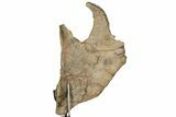 Impressive, Fossil Triceratops Jugal Bone - Montana #198927-8